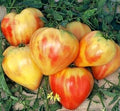Vegetable Seeds,Garden seeds, Seeds For Planting,Plant Seeds