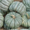 Vegetable Seeds,Garden seeds, Seeds For Planting,Plant Seeds