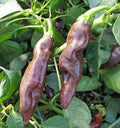 Vegetable Seeds,Garden seeds, Seeds For Planting,Plant Seeds