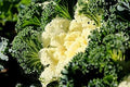 Vegetable Seeds,Garden seeds, Seeds For Planting,Plant Seeds