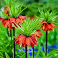 Flower Seeds, Seeds,Seeds For Planting,Plant Seeds