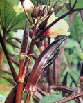 Vegetable Seeds,Garden seeds, Seeds For Planting,Plant Seeds