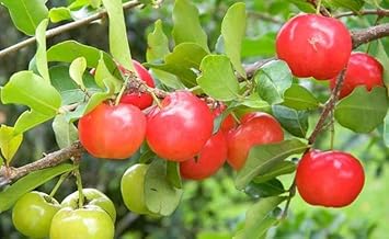 Fruit Seeds,Garden seeds, Seeds For Planting,Plant Seeds