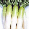 Vegetable Seeds,Garden seeds, Seeds For Planting,Plant Seeds