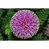 Purple Sundew Seeds for Planting – Heirloom, Non-GMO, Bright Blooms, High Germination
