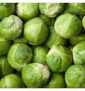 Vegetable Seeds,Garden seeds, Seeds For Planting,Plant Seeds
