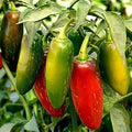 Vegetable Seeds,Garden seeds, Seeds For Planting,Plant Seeds