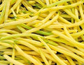 Vegetable Seeds,Garden seeds, Seeds For Planting,Plant Seeds