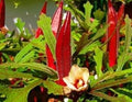 Vegetable Seeds,Garden seeds, Seeds For Planting,Plant Seeds