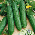 Vegetable Seeds,Garden seeds, Seeds For Planting,Plant Seeds