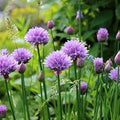 Flower Seeds, Seeds,Seeds For Planting,Plant Seeds