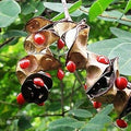 Flower Seeds, Seeds,Seeds For Planting,Plant Seeds