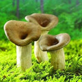 Vegetable Seeds,Garden seeds, Seeds For Planting,Plant Seeds