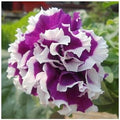 Flower Seeds, Seeds,Seeds For Planting,Plant Seeds