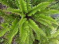 Vegetable Seeds,Garden seeds, Seeds For Planting,Plant Seeds