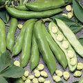 Vegetable Seeds,Garden seeds, Seeds For Planting,Plant Seeds