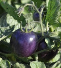 Vegetable Seeds,Garden seeds, Seeds For Planting,Plant Seeds