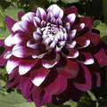 Flower Seeds, Seeds,Seeds For Planting,Plant Seeds