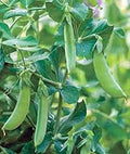 Vegetable Seeds,Garden seeds, Seeds For Planting,Plant Seeds