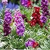 Matthiola Incana Flower Seeds – Heirloom, Non-GMO, High Germination Organic Garden Seeds for Planting Cottage Gardens