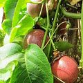 Fruit Seeds,Garden seeds, Seeds For Planting,Plant Seeds