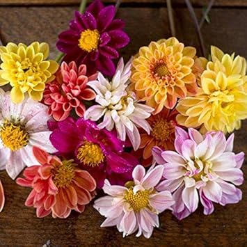 Flower Seeds, Seeds,Seeds For Planting,Plant Seeds