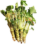 Vegetable Seeds,Garden seeds, Seeds For Planting,Plant Seeds