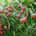 Fruit Seeds,Garden seeds, Seeds For Planting,Plant Seeds