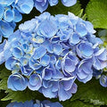Flower Seeds, Seeds,Seeds For Planting,Plant Seeds