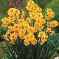Flower Seeds, Seeds,Seeds For Planting,Plant Seeds