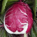 Vegetable Seeds,Garden seeds, Seeds For Planting,Plant Seeds