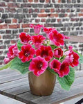 Deep Red Gloxinia Flower Seeds - 100 Pcs, Heirloom, Non-GMO, High Germination Organic Garden Seeds