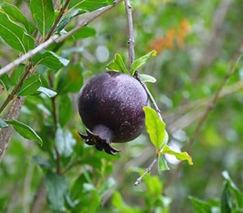 Fruit Seeds,Garden seeds, Seeds For Planting,Plant Seeds
