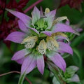 Flower Seeds, Seeds,Seeds For Planting,Plant Seeds