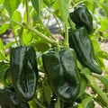 Vegetable Seeds,Garden seeds, Seeds For Planting,Plant Seeds