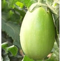 Vegetable Seeds,Garden seeds, Seeds For Planting,Plant Seeds
