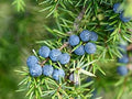 Fruit Seeds,Garden seeds, Seeds For Planting,Plant Seeds