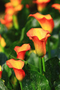 Flower Seeds, Seeds,Seeds For Planting,Plant Seeds
