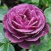 Ebb Tide Deep Purple Rose Seeds for Planting - Heirloom, Non-GMO, High Germination, Organic Garden Seeds