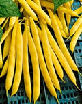 Vegetable Seeds,Garden seeds, Seeds For Planting,Plant Seeds