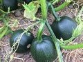 Vegetable Seeds,Garden seeds, Seeds For Planting,Plant Seeds