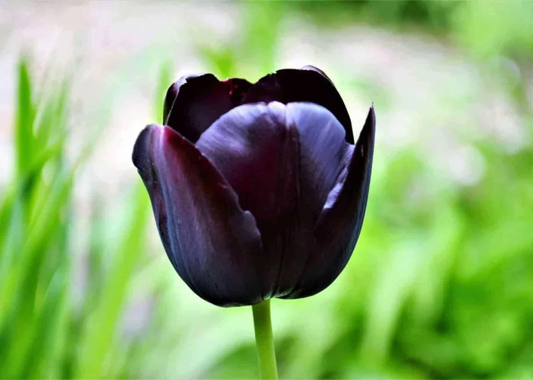 Black Tulip Flower seeds for Planting - Easy to Grow, Heirloom & GMO Free Seeds for Home Garden, 100pcs