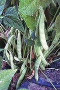 Vegetable Seeds,Garden seeds, Seeds For Planting,Plant Seeds