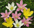 Flower Seeds, Seeds,Seeds For Planting,Plant Seeds