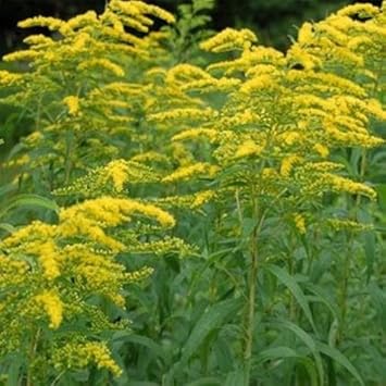 Flower Seeds, Seeds,Seeds For Planting,Plant Seeds