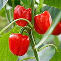 Vegetable Seeds,Garden seeds, Seeds For Planting,Plant Seeds