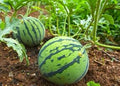 Vegetable Seeds,Garden seeds, Seeds For Planting,Plant Seeds