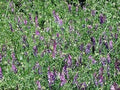 Flower Seeds, Seeds,Seeds For Planting,Plant Seeds