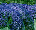 Flower Seeds, Seeds,Seeds For Planting,Plant Seeds