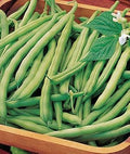 Vegetable Seeds,Garden seeds, Seeds For Planting,Plant Seeds